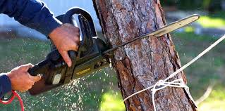 Best Lot and Land Clearing  in La Selva Beach, CA