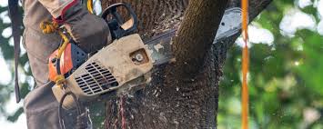 Best Commercial Tree Services  in La Selva Beach, CA