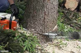 Best Tree Trimming and Pruning  in La Selva Beach, CA