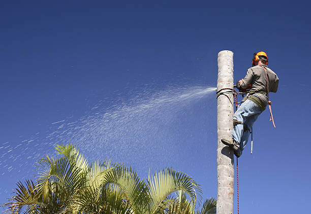 Best Grass Overseeding  in La Selva Beach, CA