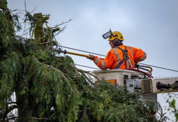 Trusted La Selva Beach, CA Tree Care Experts
