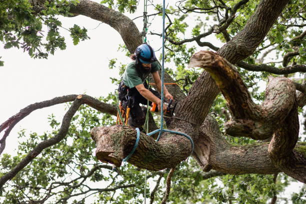  La Selva Beach, CA Tree Care Pros