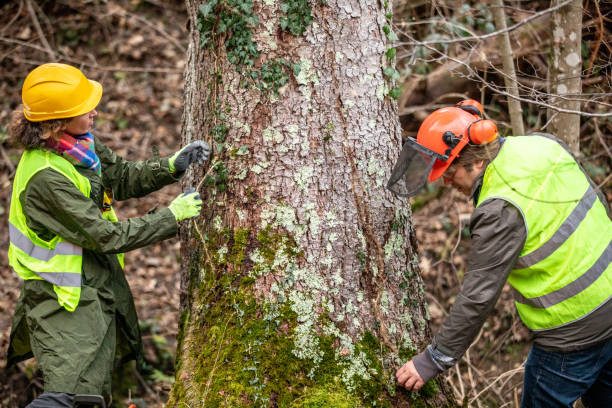 How Our Tree Care Process Works  in  La Selva Beach, CA