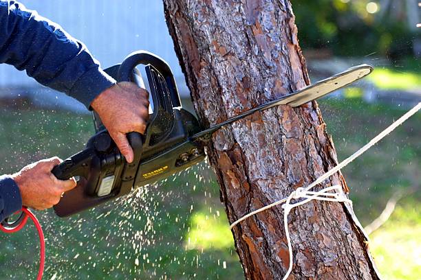 Best Tree Cabling and Bracing  in La Selva Beach, CA