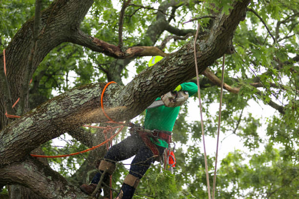 Best Tree Disease Treatment  in La Selva Beach, CA