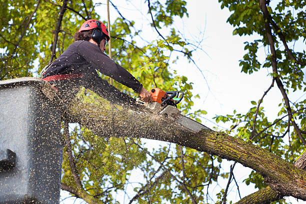 Best Fruit Tree Pruning  in La Selva Beach, CA