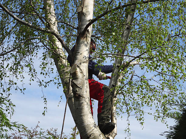 Best Root Management and Removal  in La Selva Beach, CA