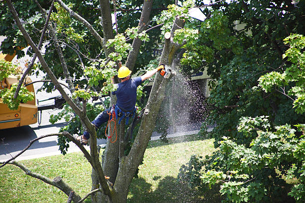 Best Utility Line Clearance  in La Selva Beach, CA