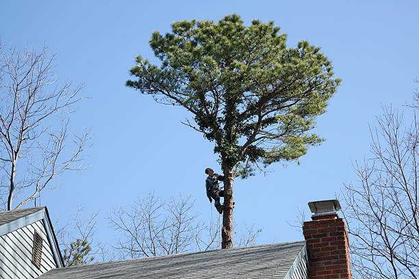 Best Leaf Removal  in La Selva Beach, CA