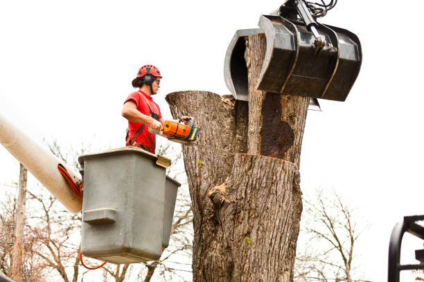 Best Aeration Services  in La Selva Beach, CA